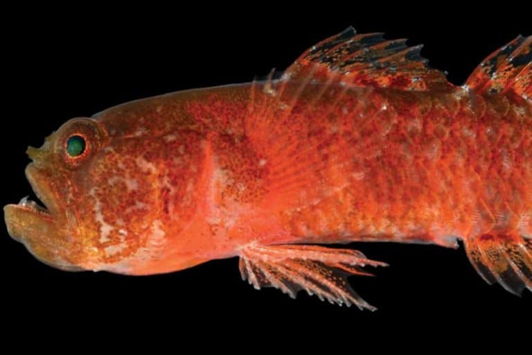 pesce scontroso.jpg
