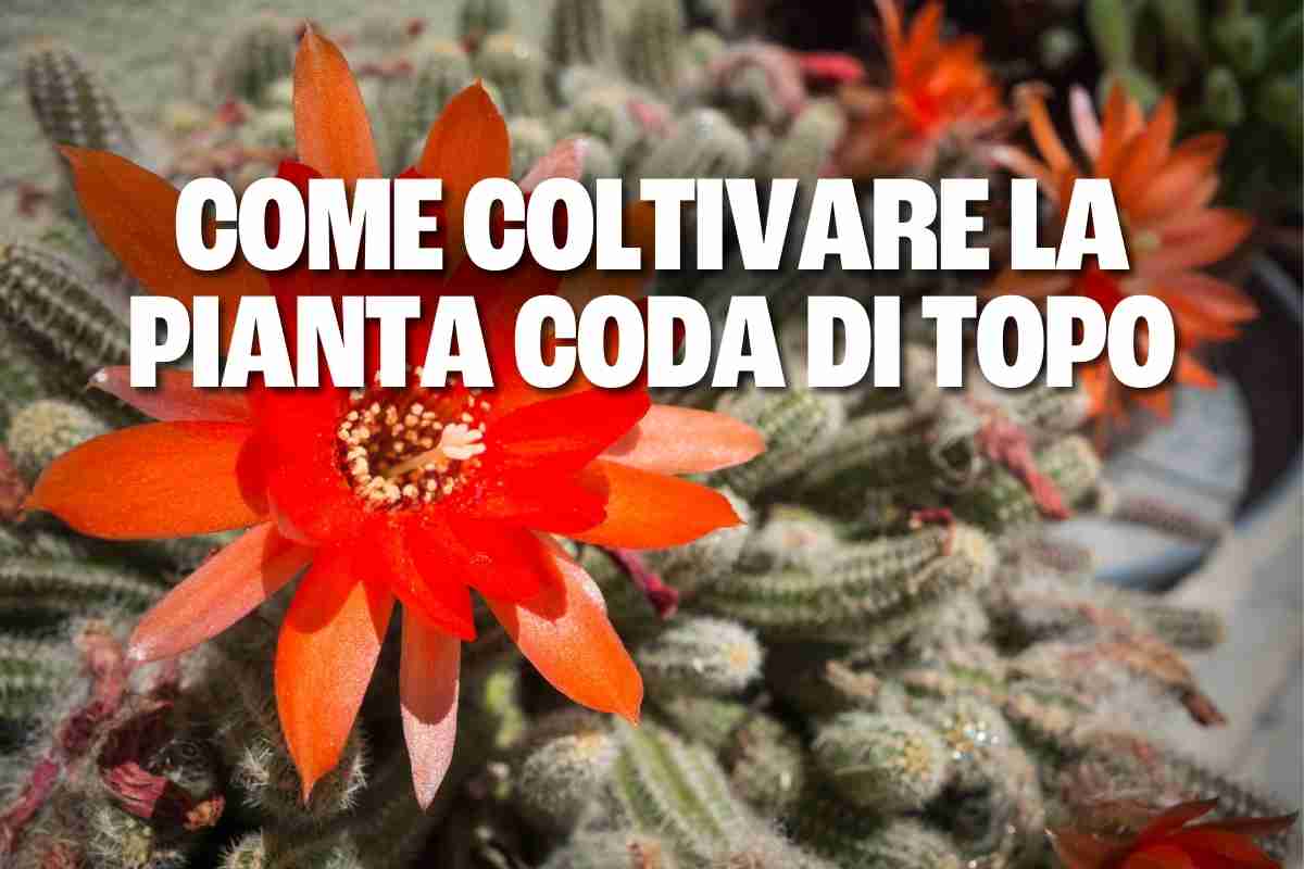 pianta coda di topo.jpg