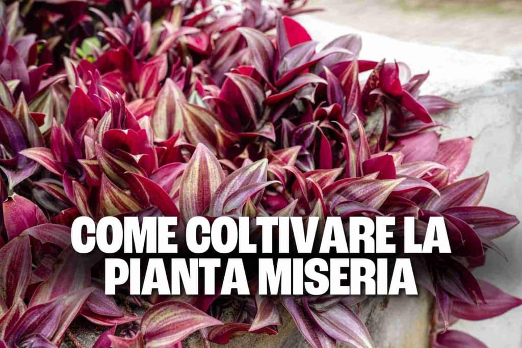 pianta miseria.jpg