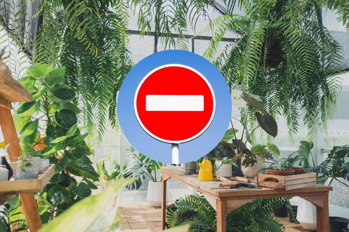 Queste sono le piante illegali invasive che non si possono coltivare in Italia (rischi molto se le hai!) 1 piante vietate.jpg