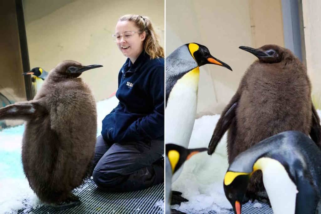 pinguino 1.jpg