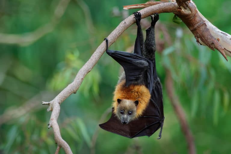 pipistrelli.jpg