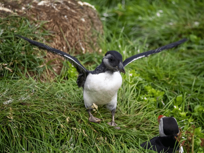 puffling season.png