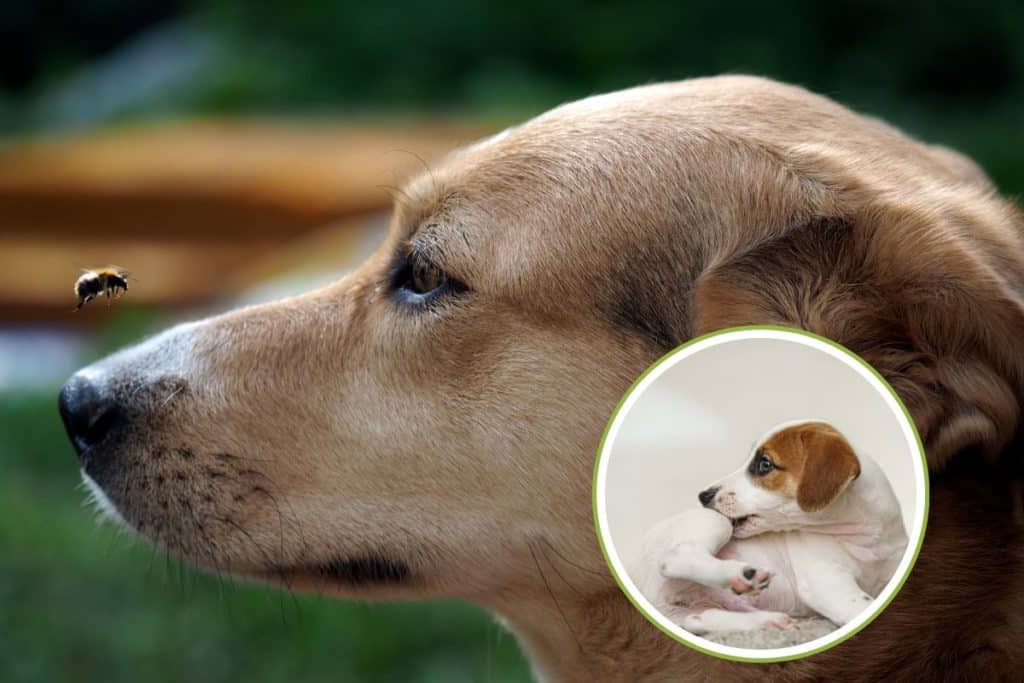punture insetti cane.jpg