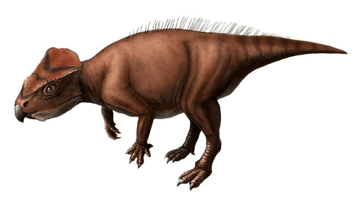 sasayamagnomus saegusai m.png