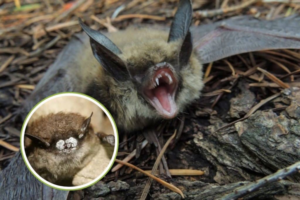 sindrome naso bianco pipistrelli.jpg