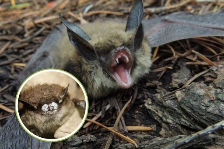 sindrome naso bianco pipistrelli.jpg