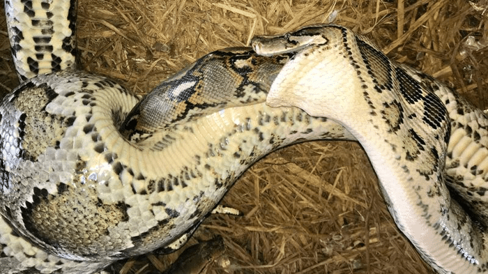 snake eating snake m.png