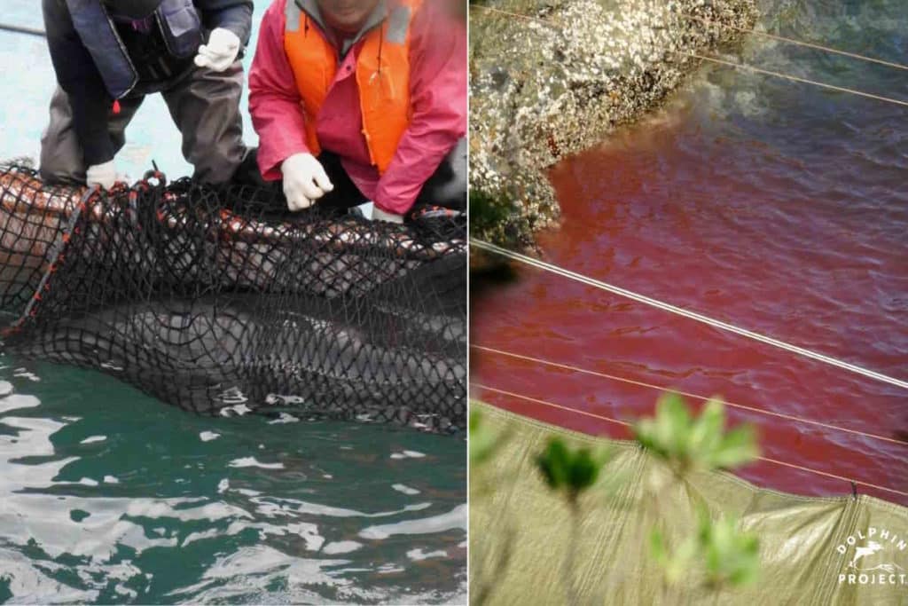 taiji.jpg