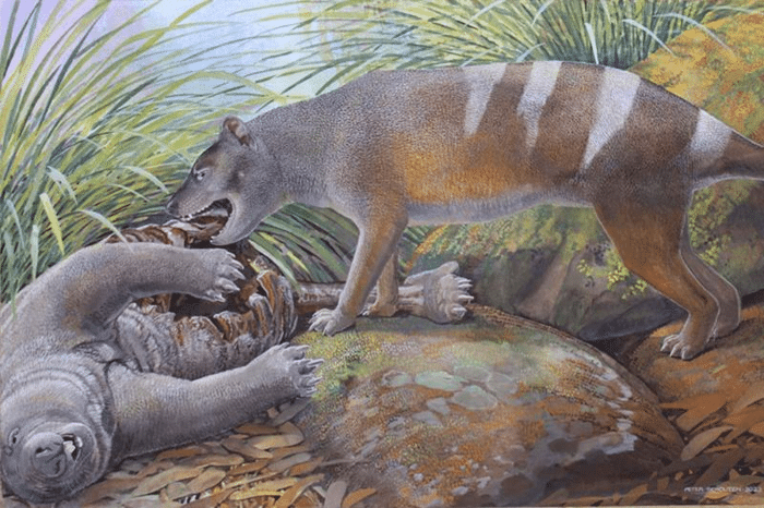 tasmanian tiger feeds on a wombat m.png