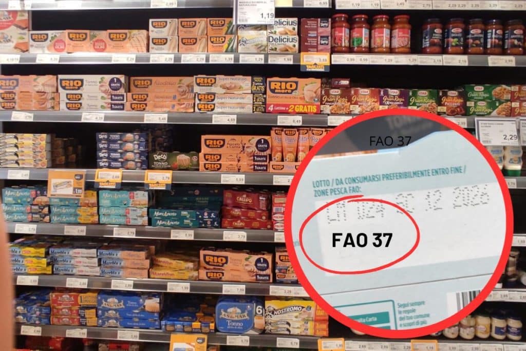 tonno zona fao 37.jpg