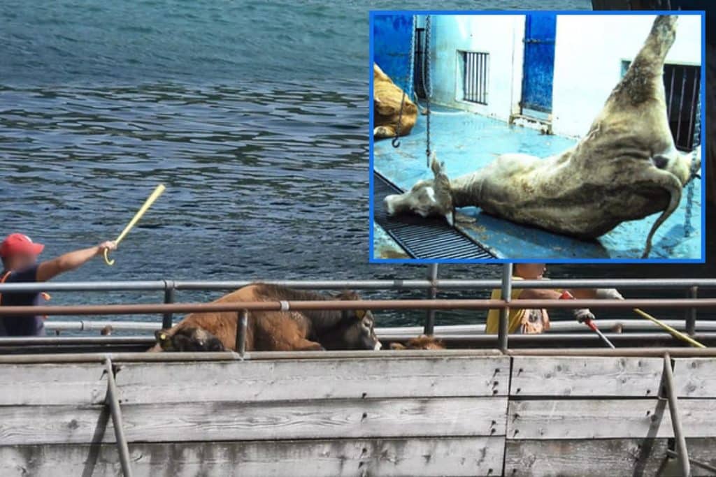trasporto animali.jpg