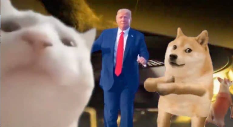trump cats.jpg