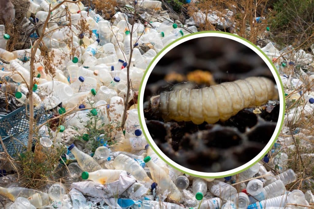 vermi mangia plastica2.jpg