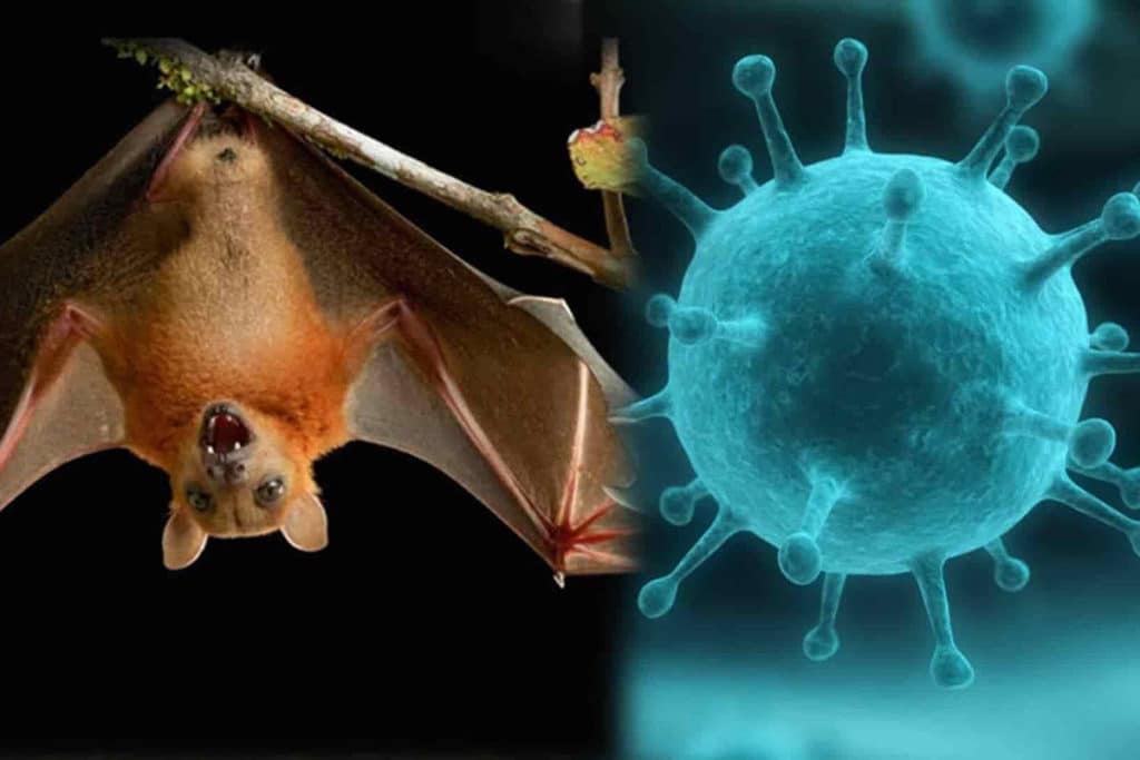 virusnipah.jpg