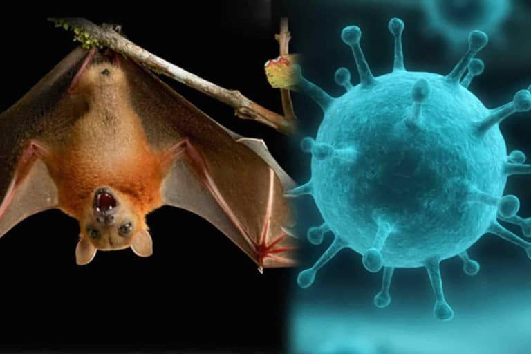 virusnipah.jpg