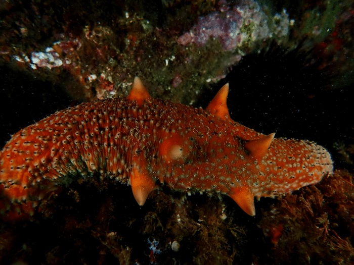 warty sea cucumber.png