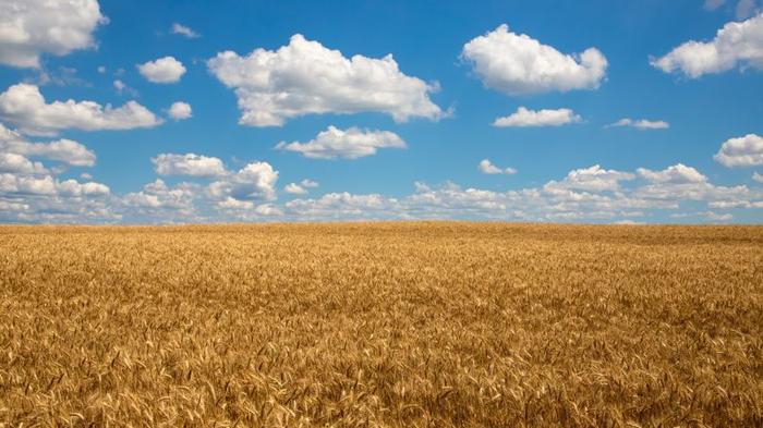 wheat m.jpg