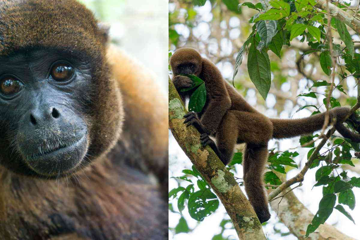 Hai mai visto una scimmia lanosa? Un concentrato di tenerezza che rischia di scomparire dalla foresta amazzonica 1 1 2.jpg