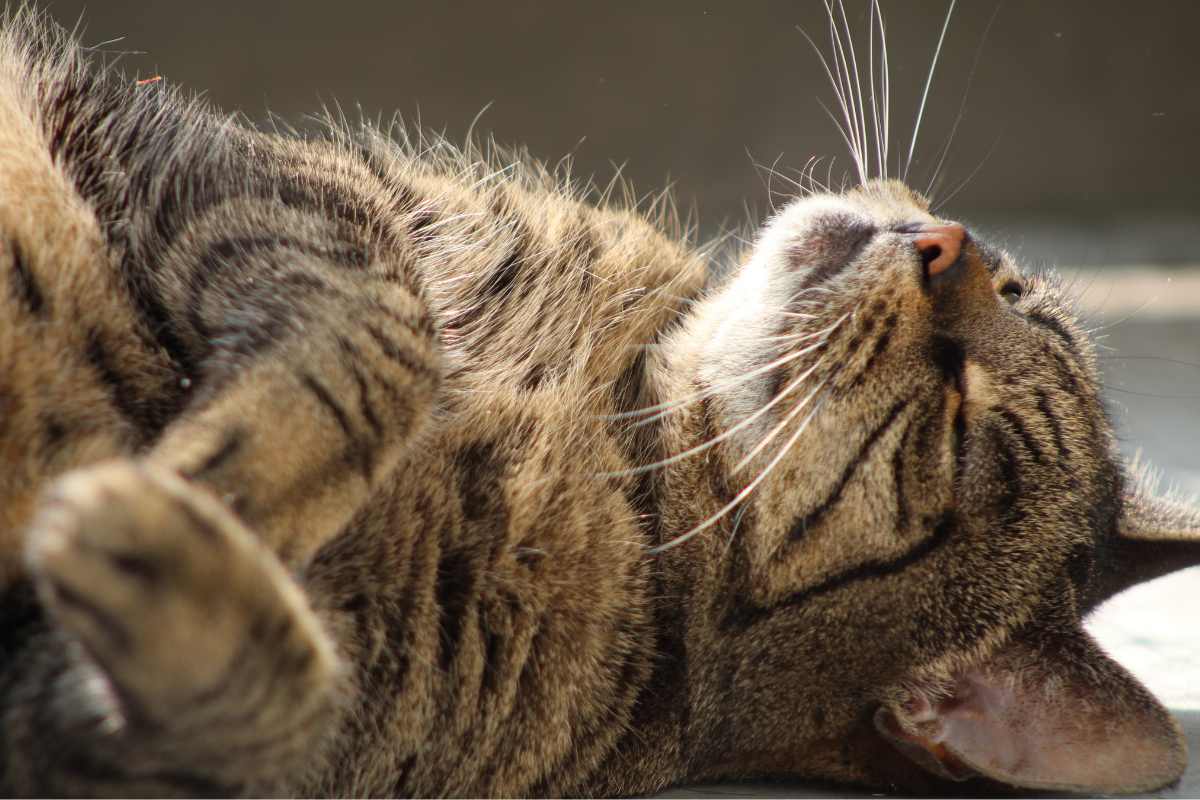 Vogliamo giustizia per Green, il gatto massacrato di pugni e calci dall’ex della proprietaria 1 1 3.jpg