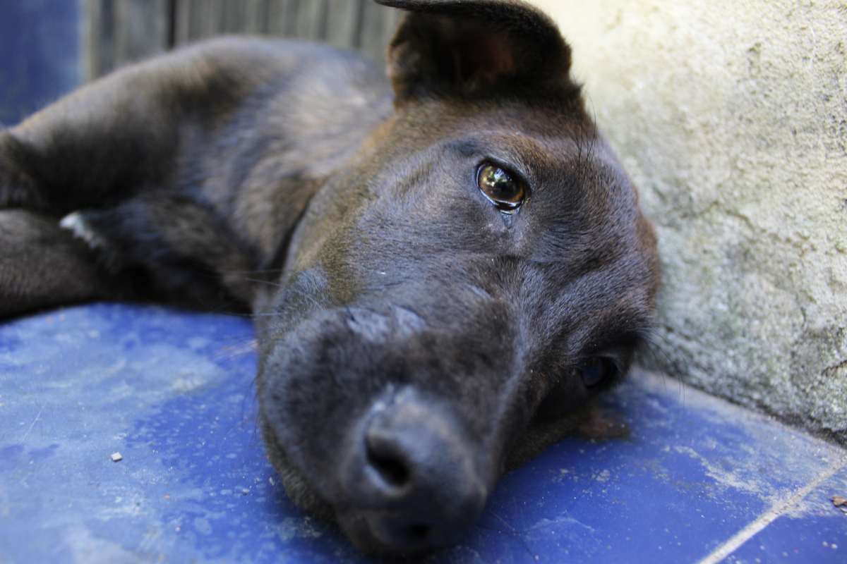 In ricordo di Cocò: la cagnolina morta tra sofferenze inaudite per mano di un ex veterinario, ora a processo 1 1.jpg
