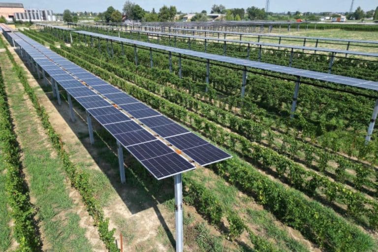Agrivoltaico Caviro.jpg