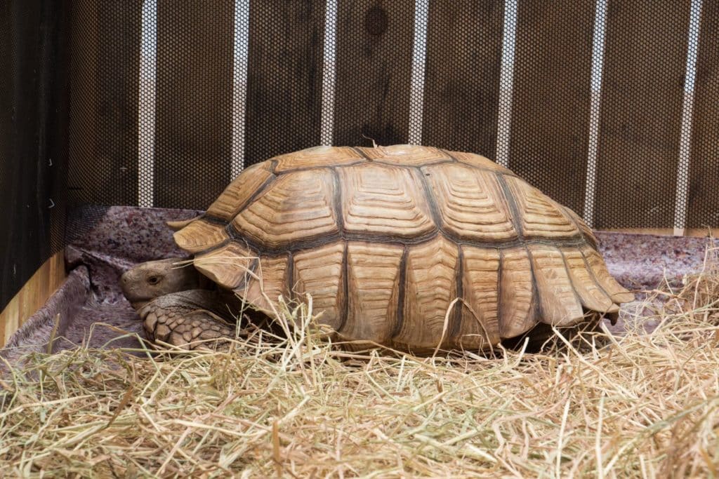 Aldabra tartaruga.jpg