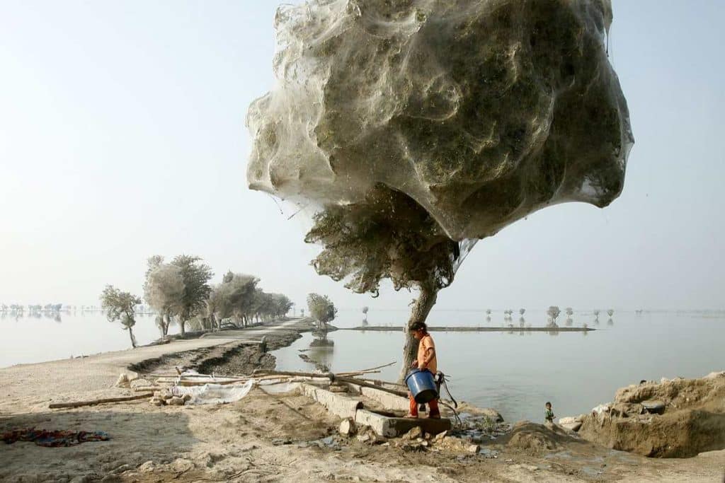 Alluvioni Pakistan ragni.jpg