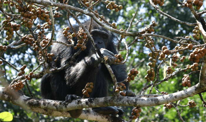 An adult female chimpanzee feeding on ripe fig fruits CREDIT Pascal Goumy.png