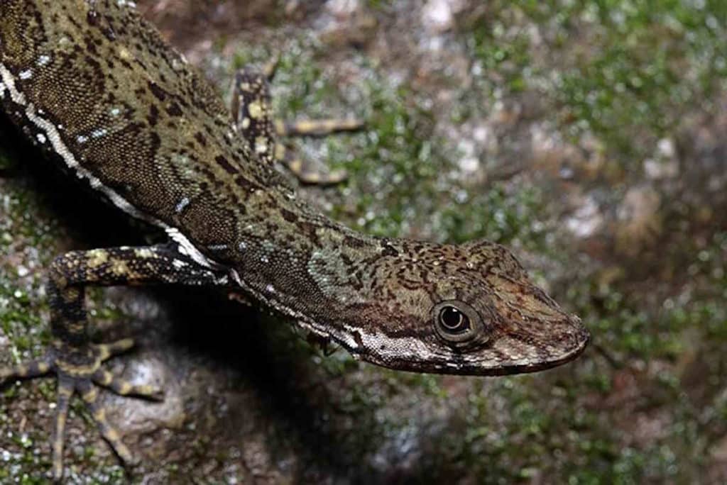 Anolis oxylophus Stanton 1.jpg