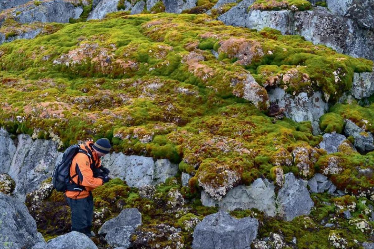 L’Antartide sta cambiando colore: come mai la sua superficie verde è aumentata di dieci volte? 1 Antartide verde.jpg