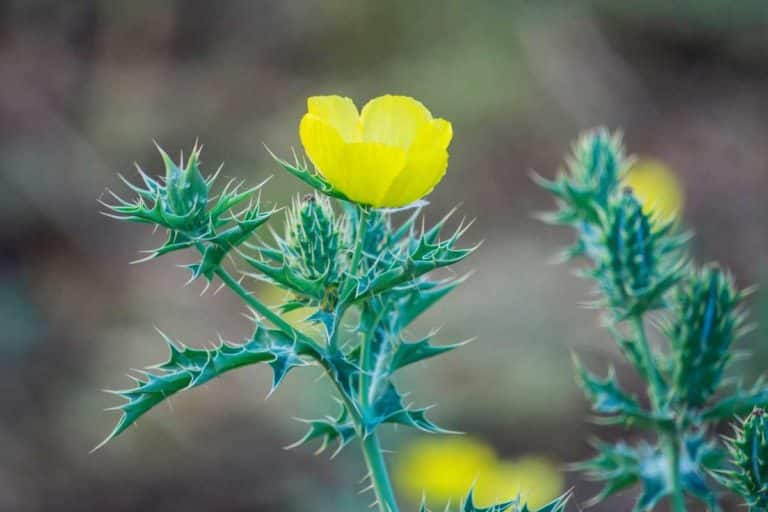 Argemone crassifolia.jpg