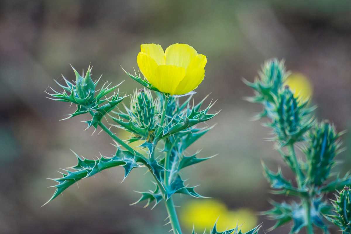 Trovato nel nord del Cile un fiore dichiarato estinto da più di un secolo: il cardo sacro 1 Argemone crassifolia.jpg