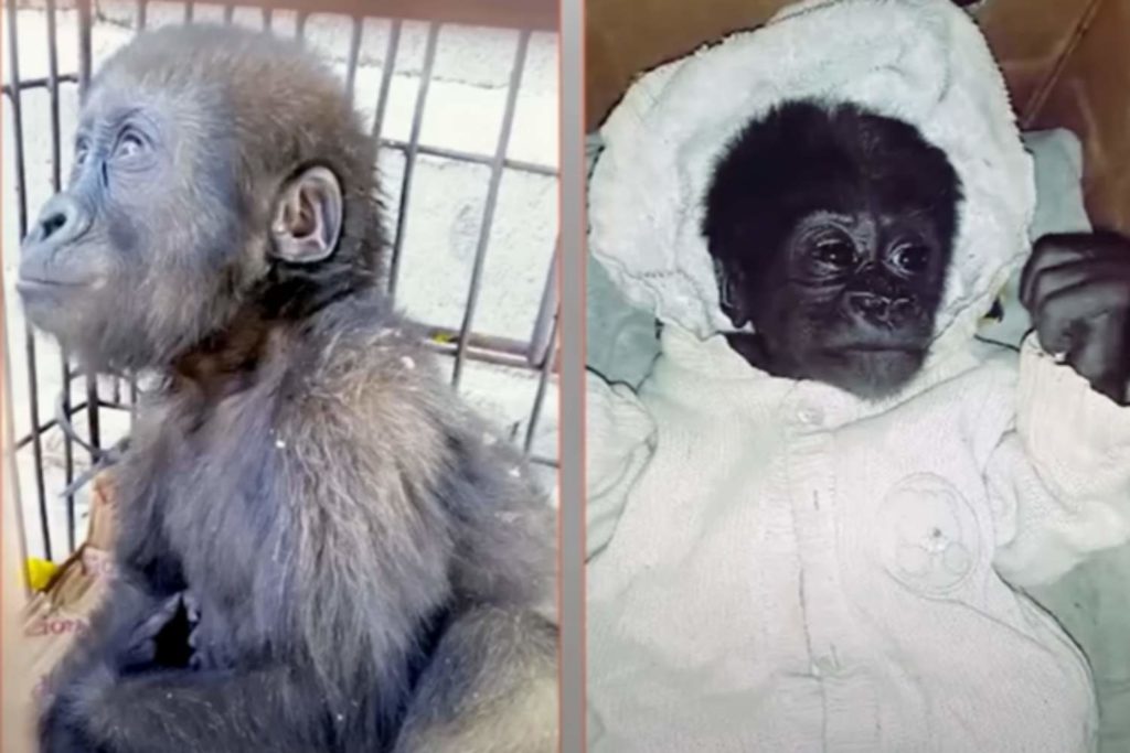 Baby gorilla venduti.jpg