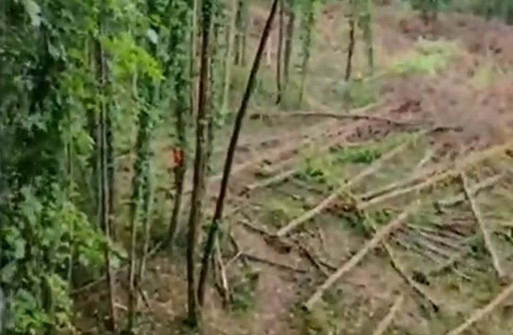 Bosco abbattuto.jpg