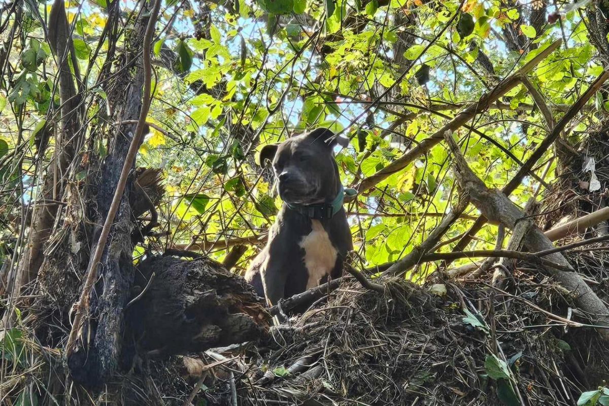 Un angelo custode a quattro zampe e un salvataggio miracoloso: la storia di Athena, il cane sopravvissuto all’uragano Helene 1 Cane salvato 2.jpg