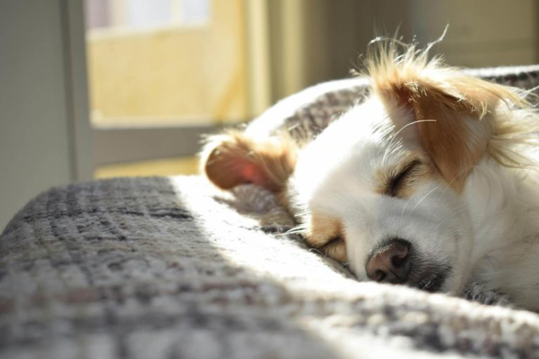 Cani dormono stressati.jpg