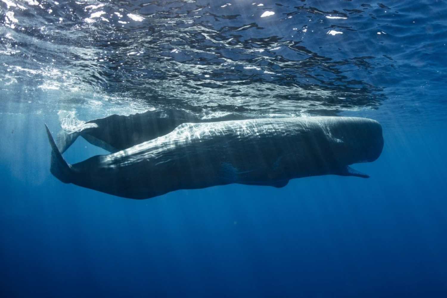 Sempre più turisti circondano i capodogli con le barche per un selfie: allarme alle Mauritius per questa specie già vulnerabile 1 Capodogli Mauritius.jpg