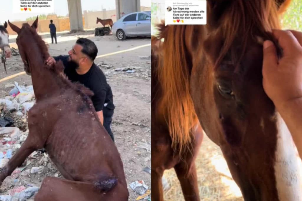 Cavallo TikToker.jpg