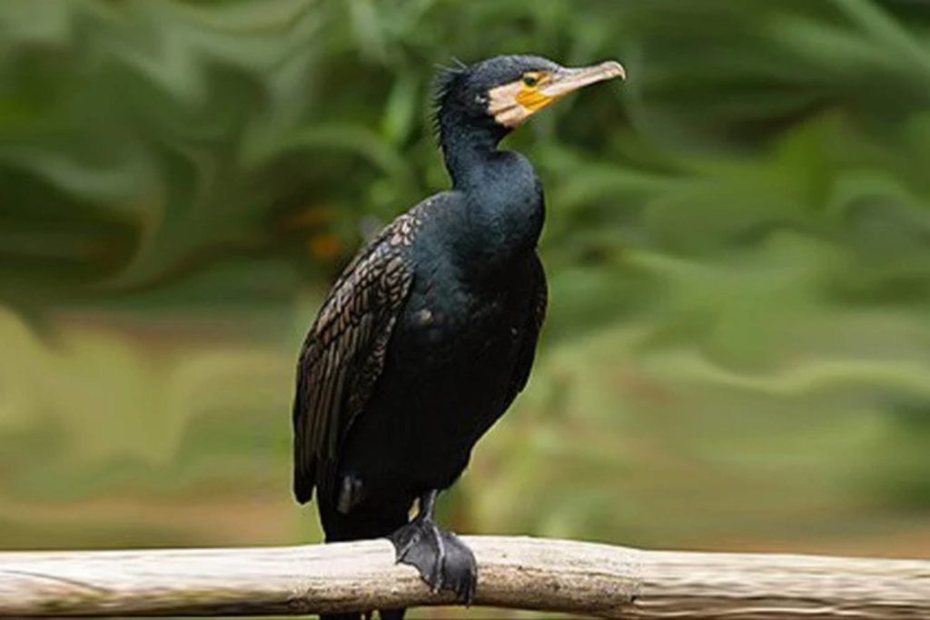 Cormorani.jpg