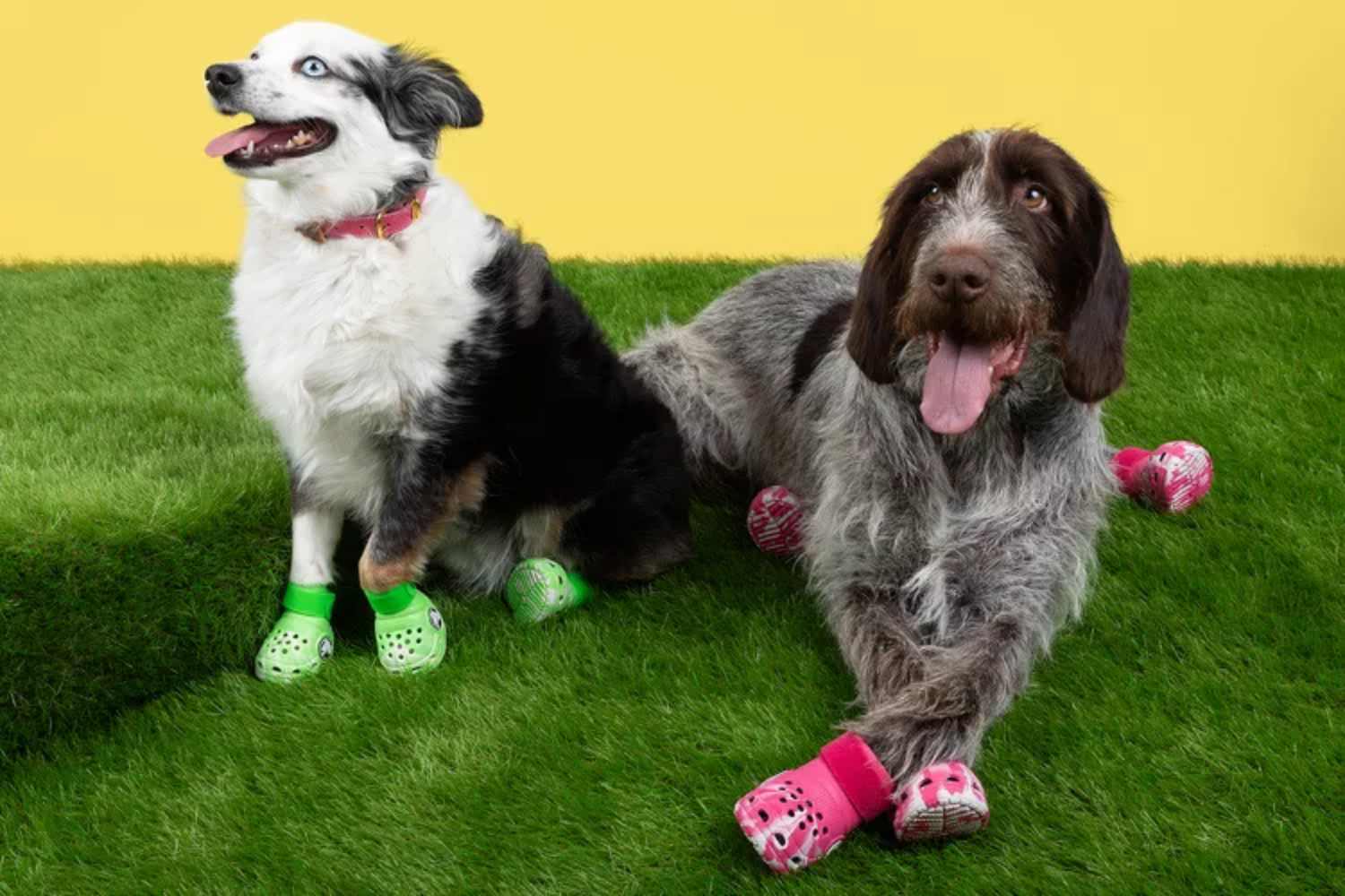 Crocs, arrivano le scarpe per i cani per essere “abbinati” alle nostre: ne avevamo davvero bisogno? 1 Crocs cani.jpg