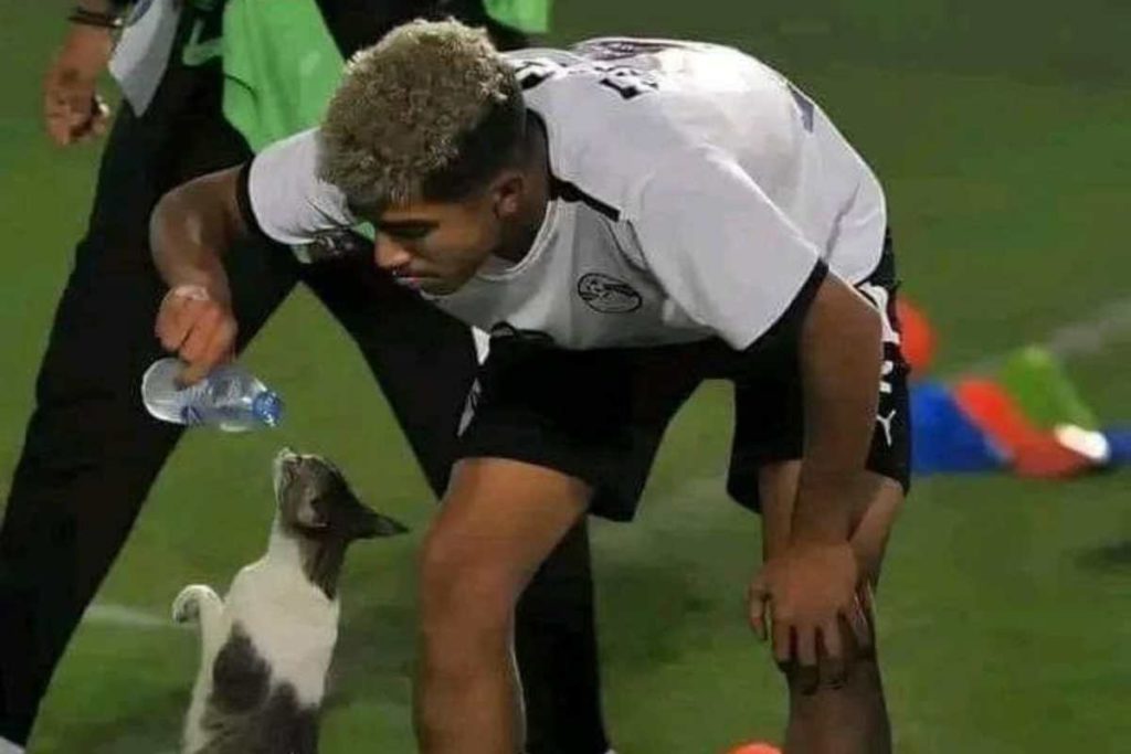 Da bere gatto.jpg