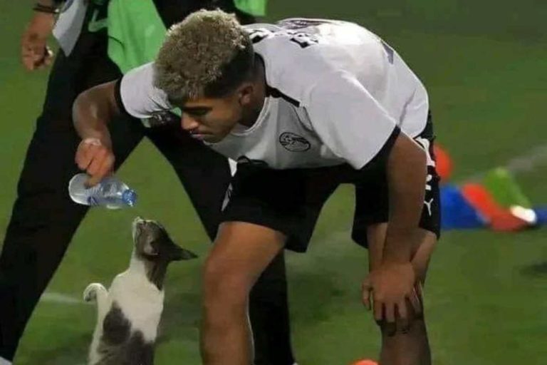 Da bere gatto.jpg