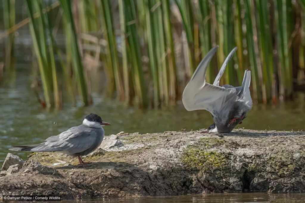 Comedy Wildlife Photography Awards: ecco i finalisti del 2024, qual è il vostro preferito? C’è ancora tempo per votare! 1 Damyan Petkov