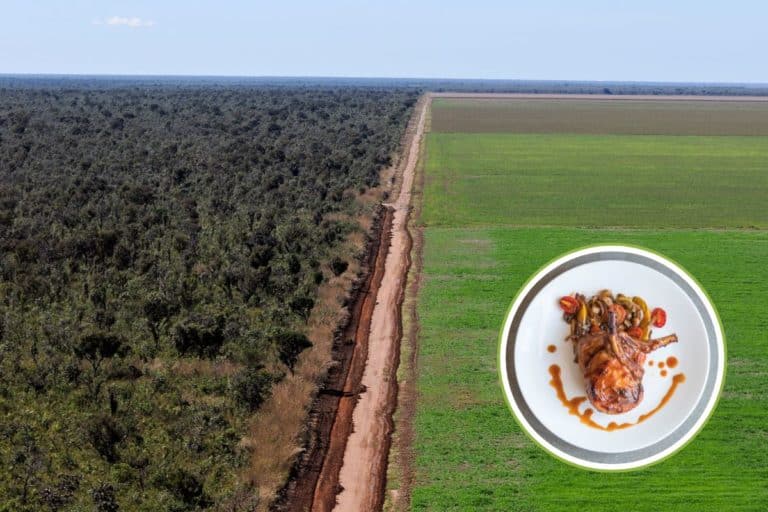 Deforestazione alimentazione.jpg