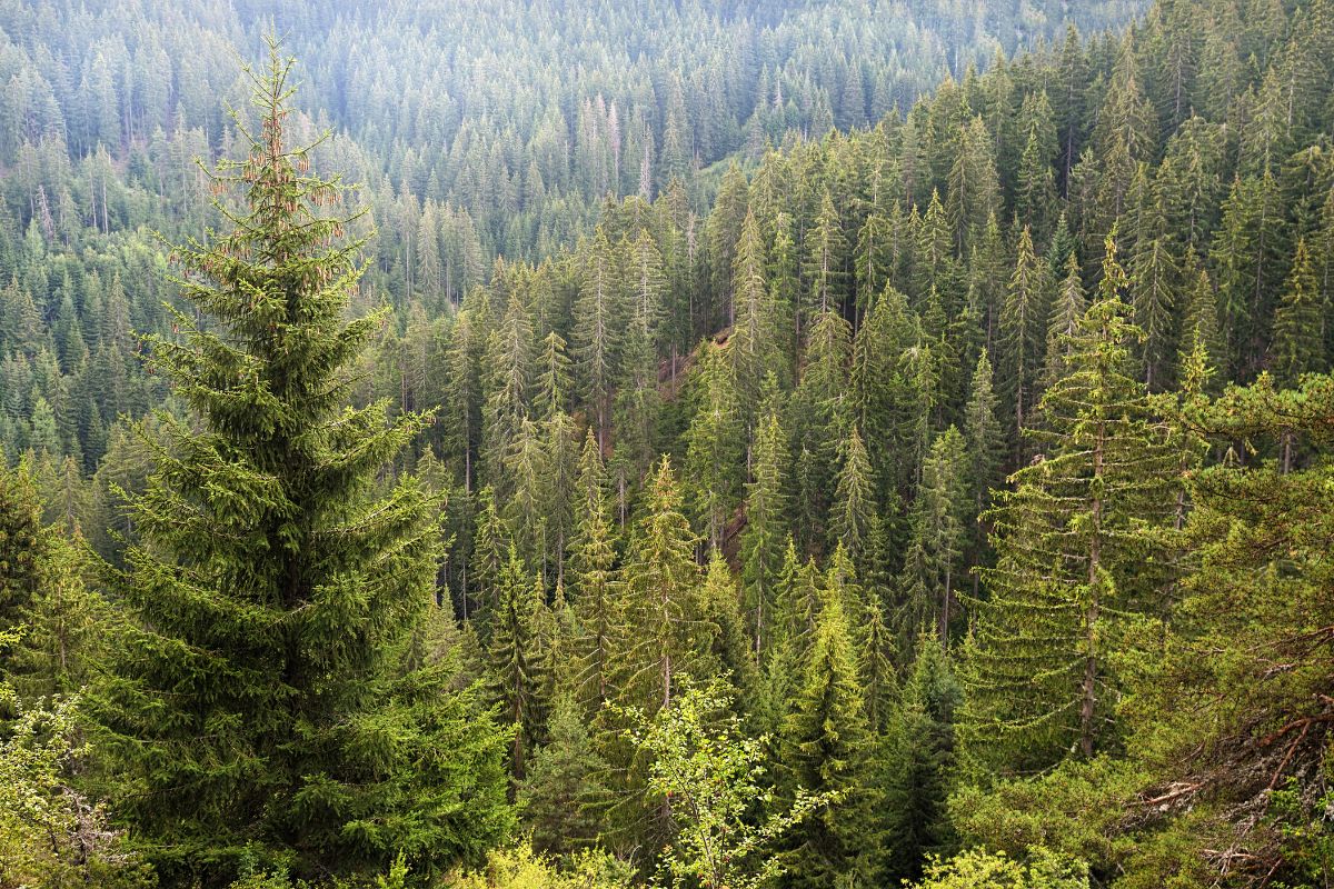 Foreste 2.jpg