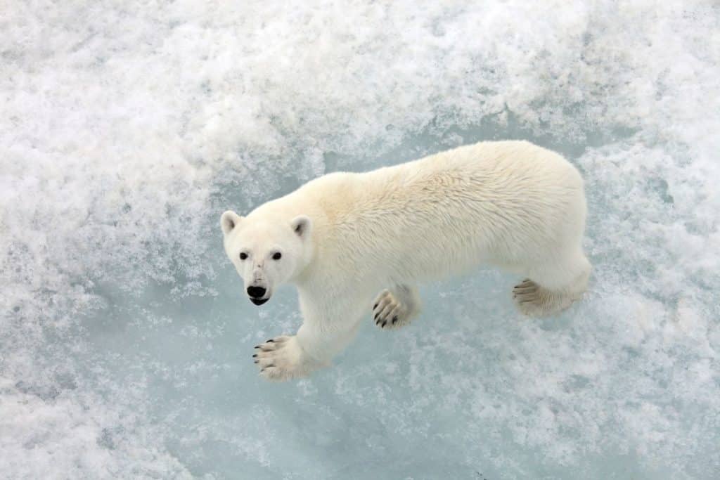 Orso polare.jpg