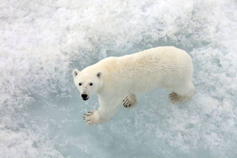 Orso polare.jpg