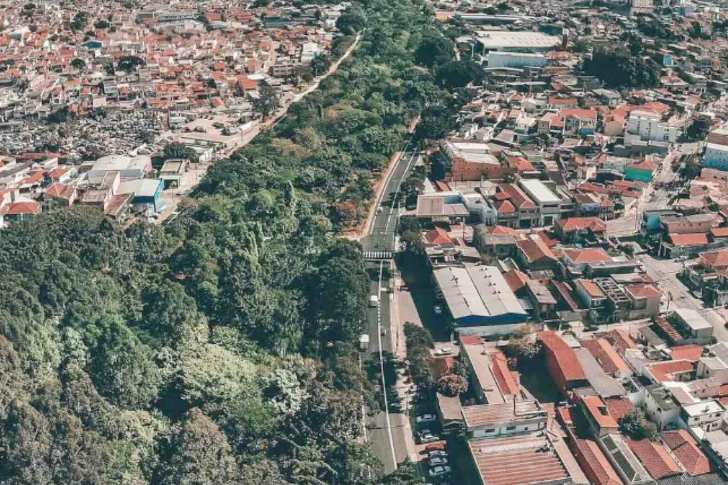 Pianta 40mila alberi.jpg