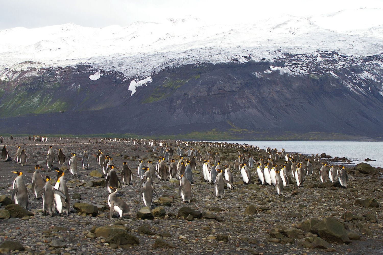 L’Australia sta per trasformare in area protetta più della metà del suo territorio oceanico 1 Pinguini 2.jpg